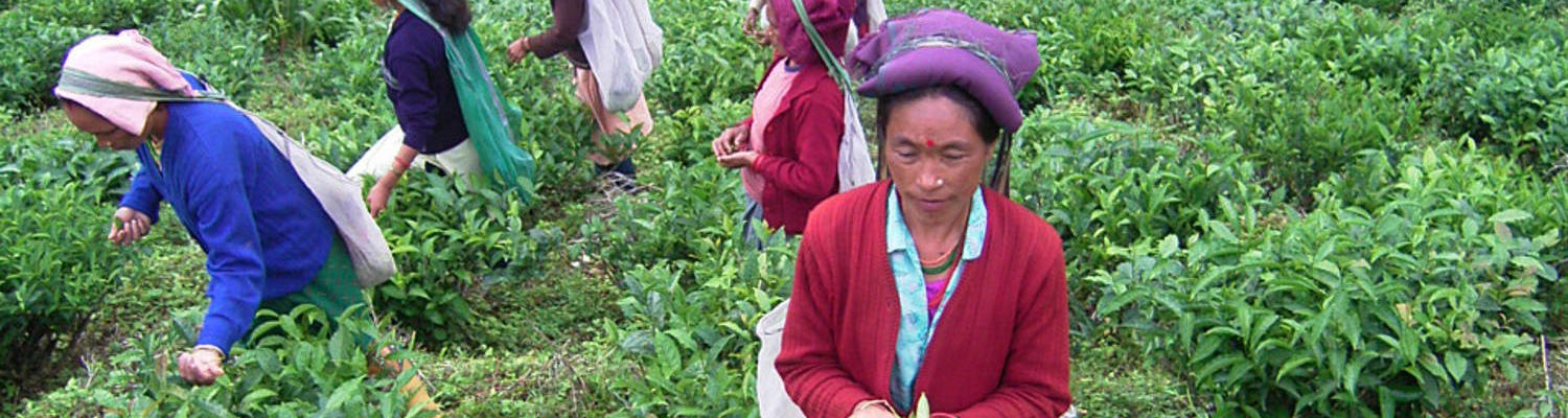 Tee_Indien_IMAG0640_Foto_GEPA_A.Welsing